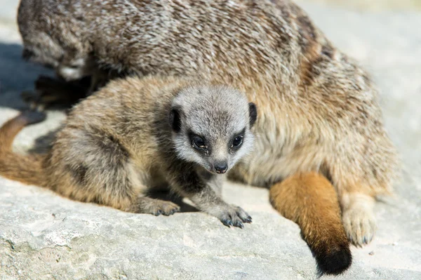 Bebê meerkat ao lado da mãe em grande rocha cinza — Fotografia de Stock