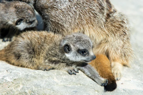 Meerkat bébé essayant d'attraper la queue de la mère — Photo
