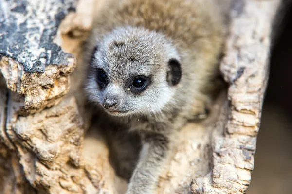 Baby meerkat in a hollow log — Stock Photo, Image