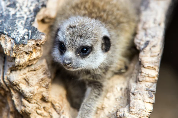 Baby Surikat i en ihålig Stock — Stockfoto