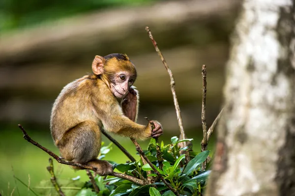 Baby Barbary Macaque — Stock Photo, Image