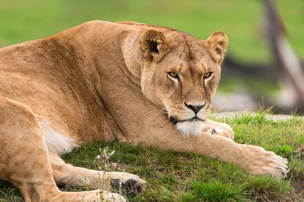 Lioness lying on grass — Stock Photo, Image