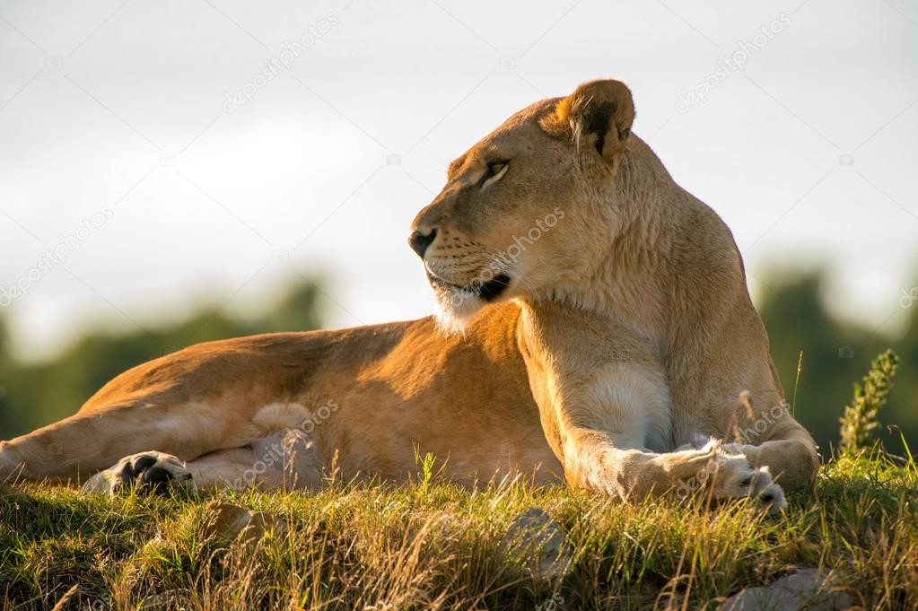 Lioness lying on grass