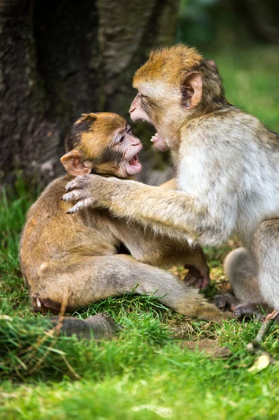 Baby Barbarijse met moeder — Stockfoto