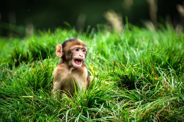 Baby-Berberaffe im lebhaften grünen Gras — Stockfoto