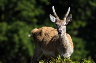 Ormanda kırmızı geyik