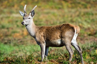 Ormanda kırmızı geyik