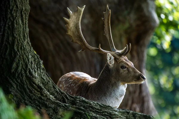 Ciervo en un bosque — Foto de Stock