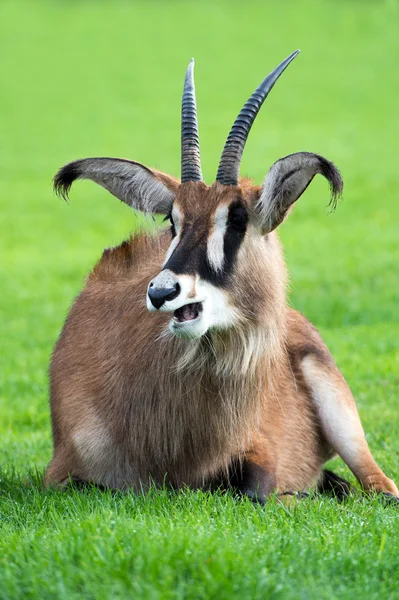 Roanantilope liggen op gras — Stockfoto