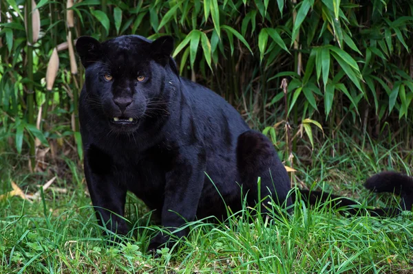 Schwarzer Jaguar — Stockfoto