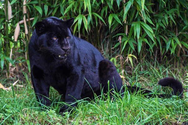 Svart jaguar — Stockfoto