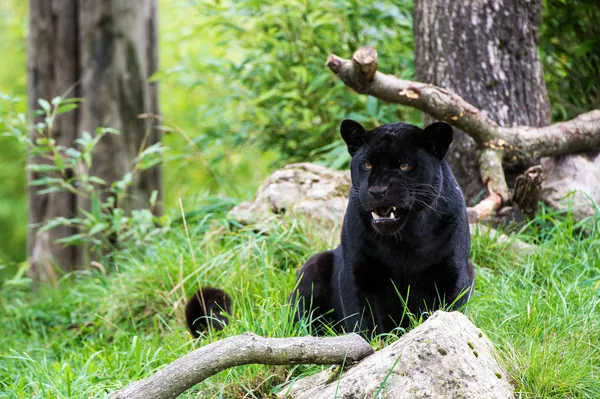 Černý jaguár — Stock fotografie