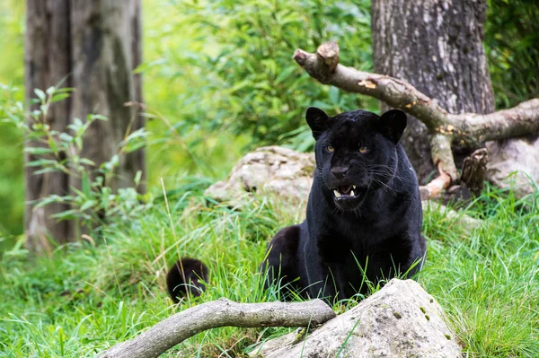 siyah jaguar