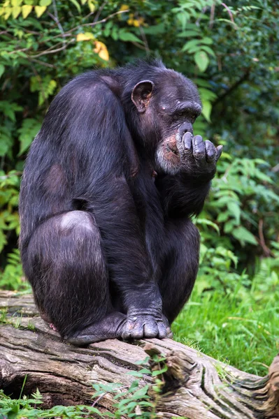 Chimpanzee — Stock Photo, Image