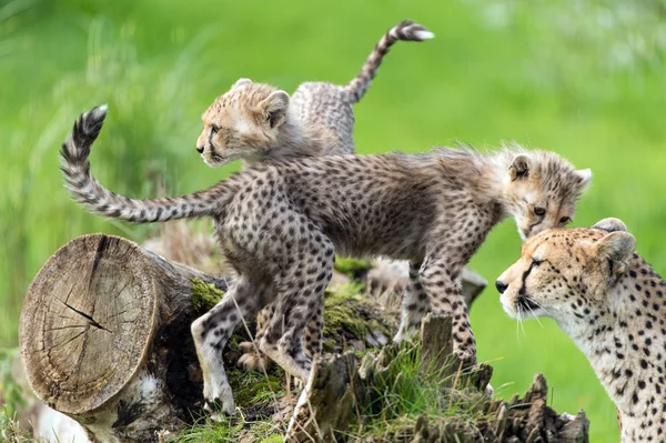 Louveteaux guépard — Photo