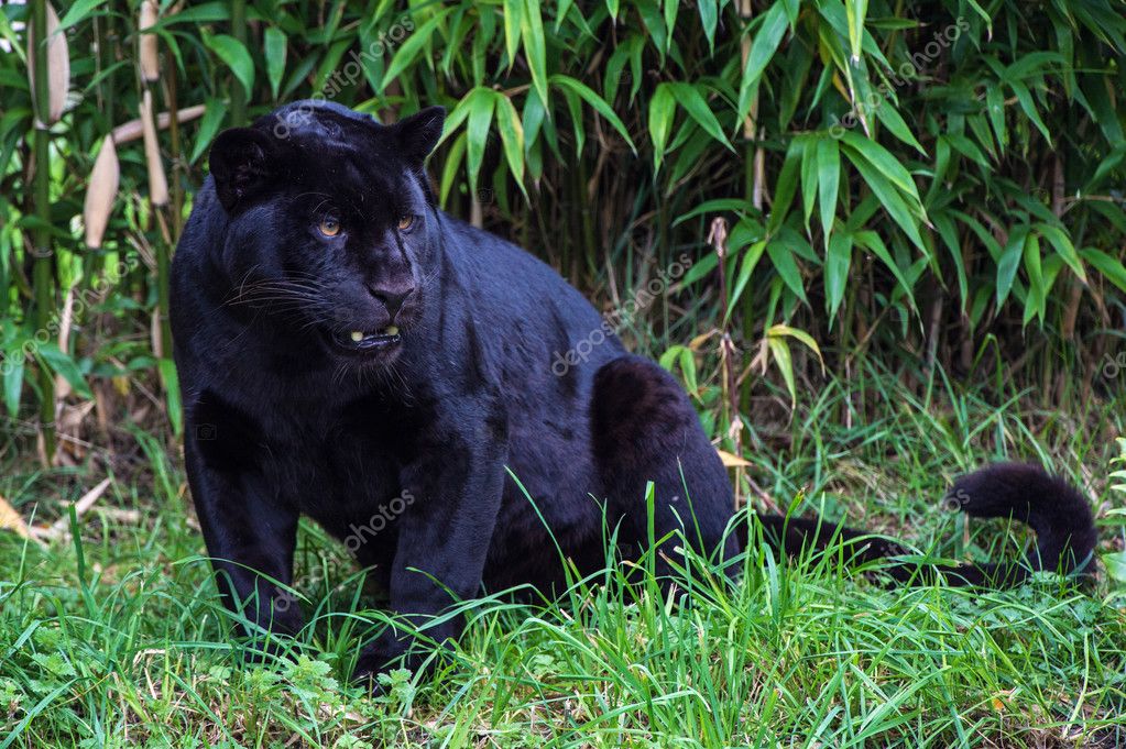 Black Jaguar Animal Pictures