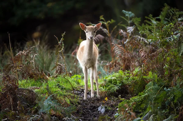 Zuivere witte damherten diep in het bos — Stockfoto