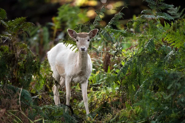 Puro bianco daino cervo in profondità nella foresta — Foto Stock