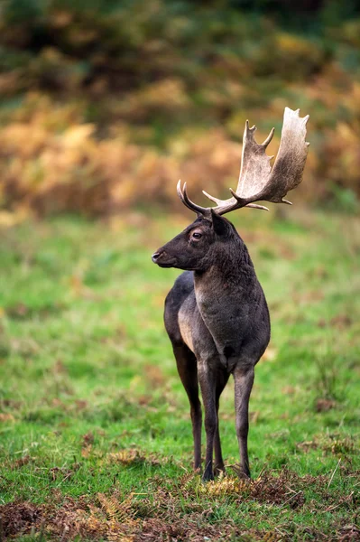 Black fallow deer portrait against a background of grass and bracken — Stock Photo, Image