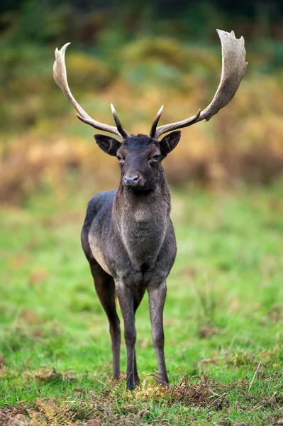 Zwarte damherten portret tegen een achtergrond van gras en bracken — Stockfoto