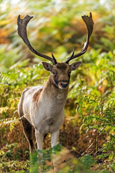 Male fallow deer deep in bracken — Stock Photo, Image