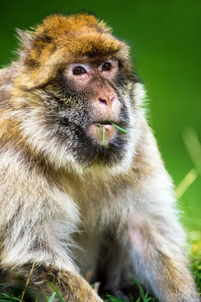 Adult male barbary macaque — Stock Photo, Image