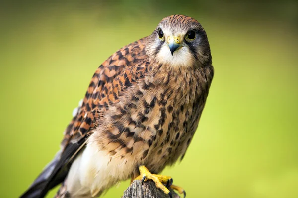 Kestrel perched on a fence post — Stock Photo, Image