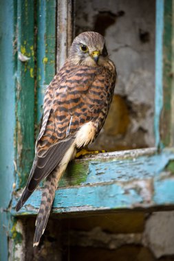 Kestrel perched in the window frame of an old farmhouse clipart