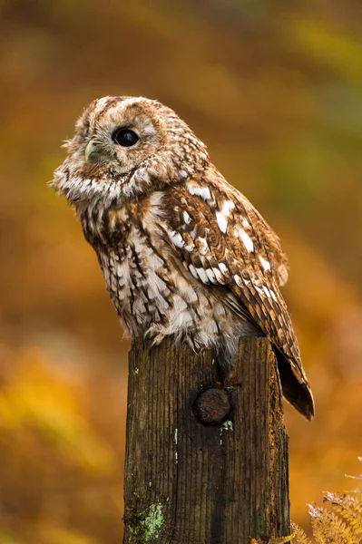 Länge eared owl — Stockfoto