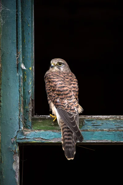 Kestrel perched in an old wooden window frame — Stock Photo, Image