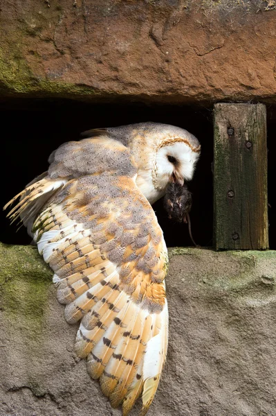 Barn Owl eating prey on a pitted stone ledge