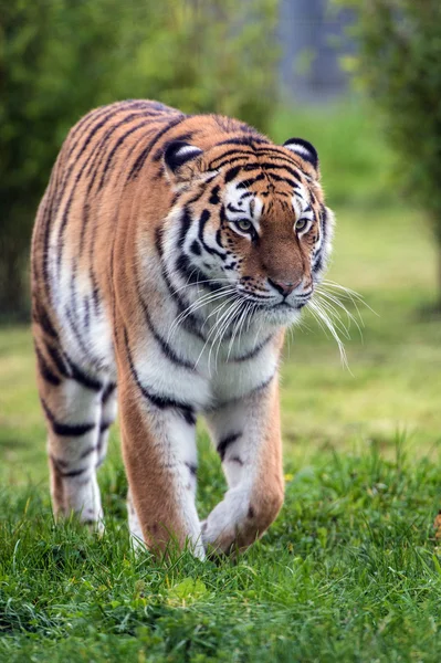 Female Amur Tiger walking toward viewer — Stock Photo, Image