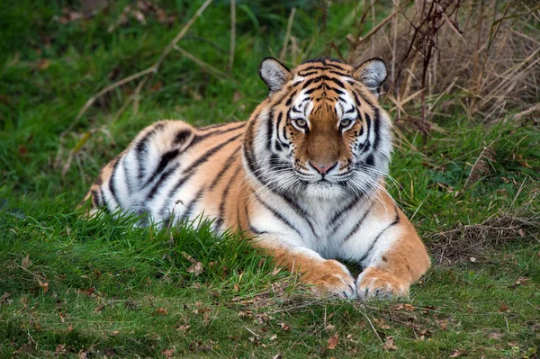 Female Amur Tiger resting in green grass — Stock Photo, Image