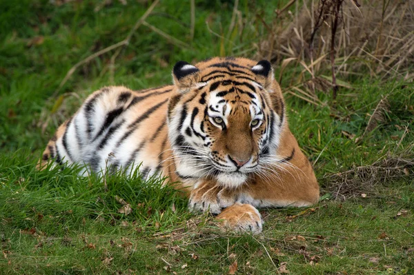 Female Amur Tiger resting in green grass — Stock Photo, Image