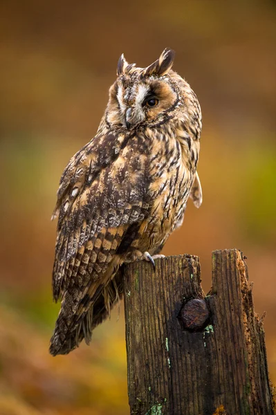 Uil met lange oren — Stockfoto