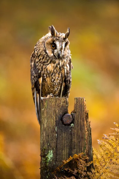 Uil met lange oren — Stockfoto