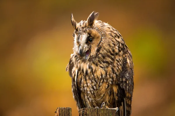 Hosszú füles owl — Stock Fotó