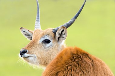 Kafue daireler lechwe
