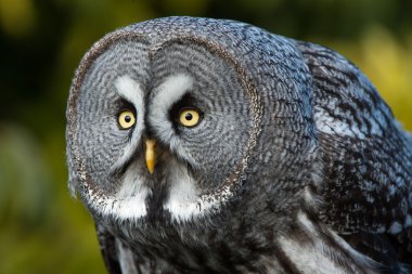 Great Grey Owl clipart