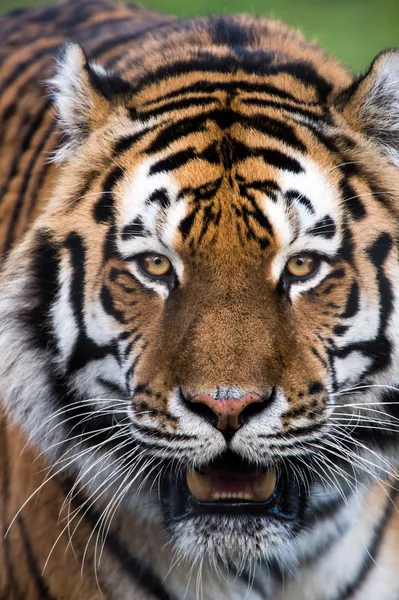 Sibirisk tiger — Stockfoto