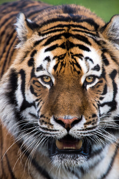Siberian Tiger