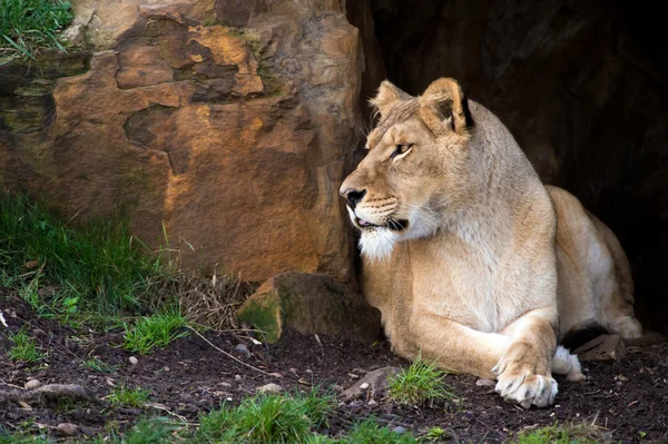 Lioness — Stock Photo, Image