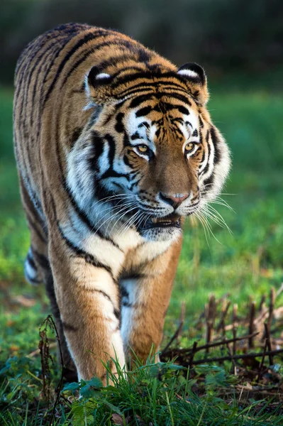 Sibirischer Tiger — Stockfoto