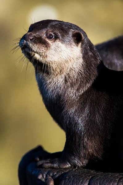 Petite loutre griffée orientale — Photo