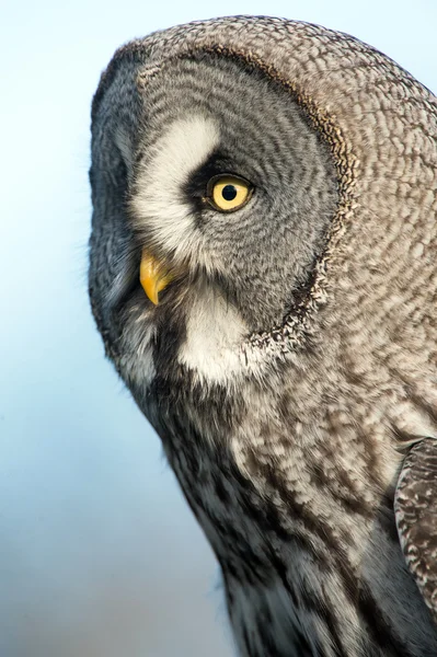 Grote grijze uil — Stockfoto