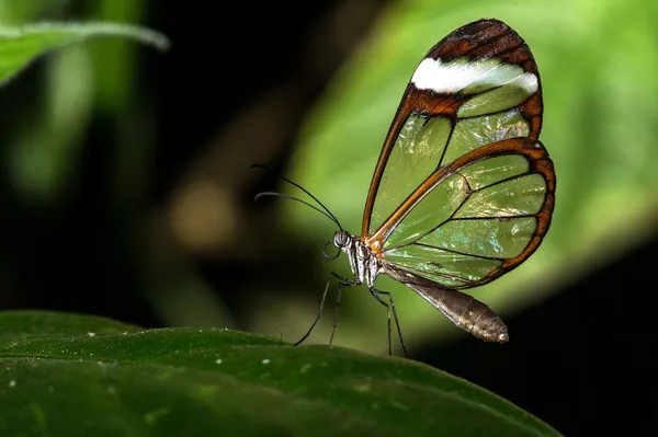 Glass Wing Butterfly — Stock Photo, Image