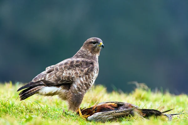 Ormvråk — Stockfoto