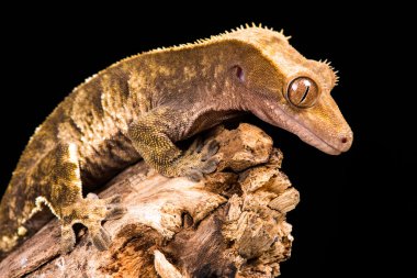 New Caledonian Crested Gecko clipart