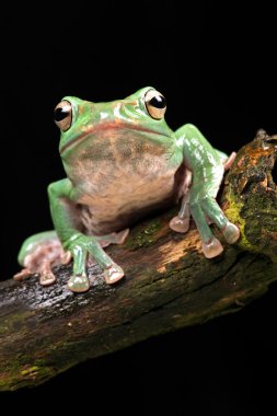 Vietnamca mavi uçan kurbağa