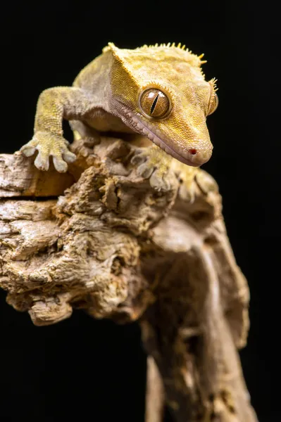 Нової Каледонії чубата Gecko — стокове фото